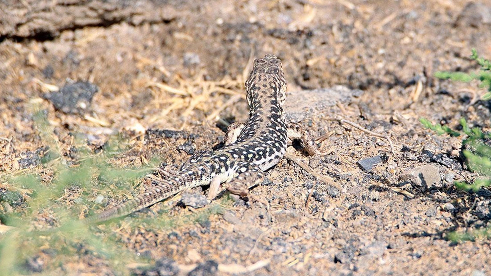 17 000 régions examinées : cela peut empêcher une extinction massive