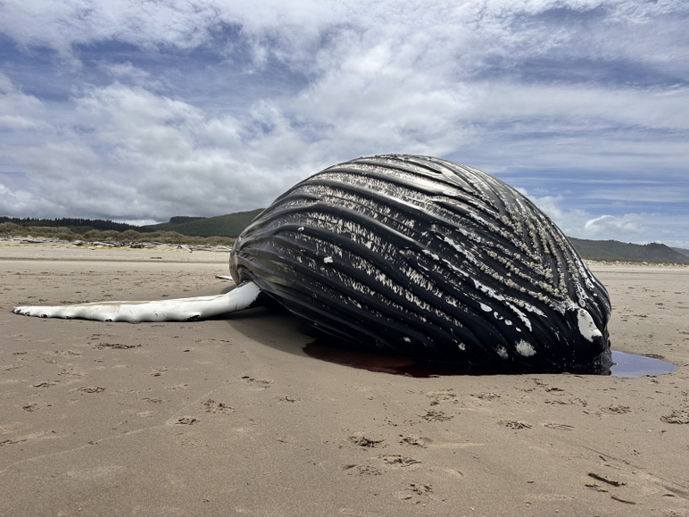 Ceux qui le voient sont étonnés : cette créature marine échouée sur le rivage est une espèce récemment découverte - Photo : 2