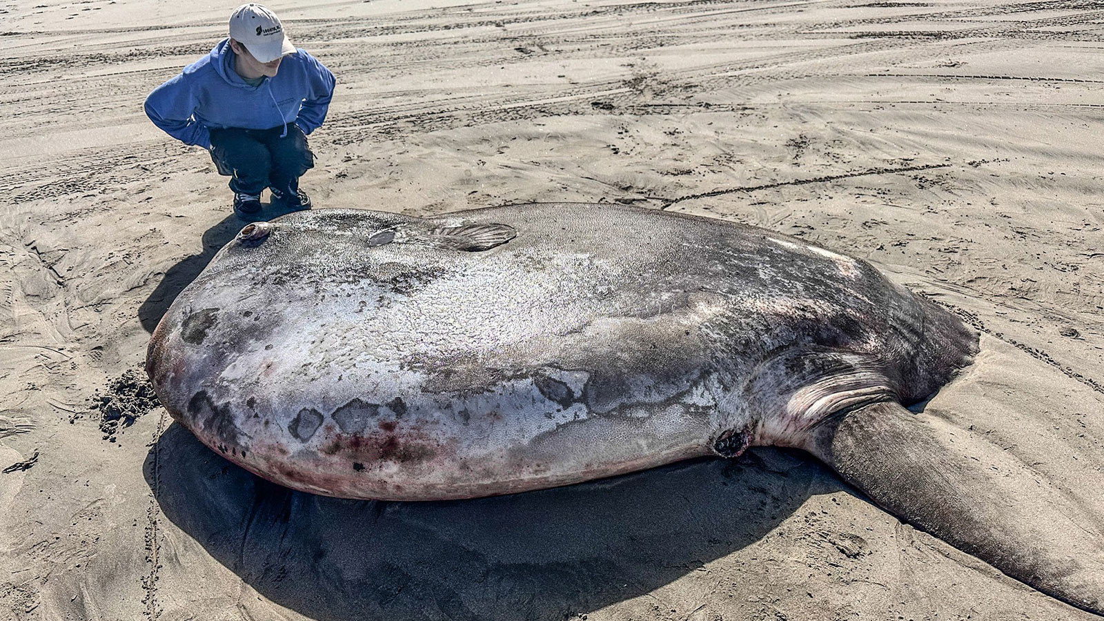 Ceux qui le voient sont étonnés : cette créature marine échouée sur le rivage est une espèce récemment découverte.