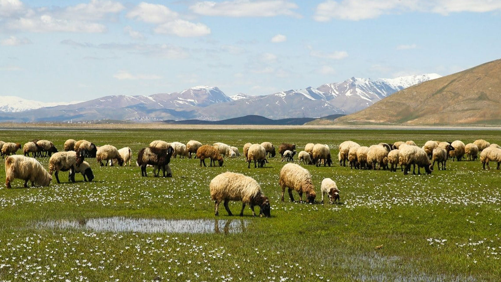 Alerte pâturage !  Cela porte un coup dur à l’élevage