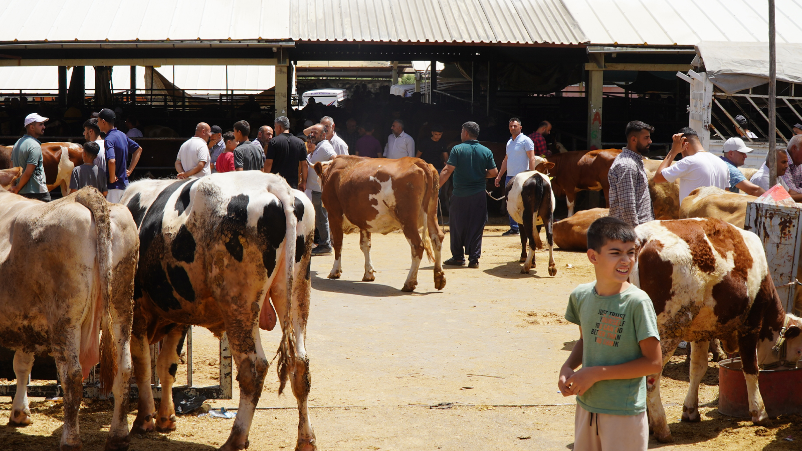 Le ministère a officiellement annoncé : L'Institution de la viande et du lait achètera les animaux sacrificiels invendus.