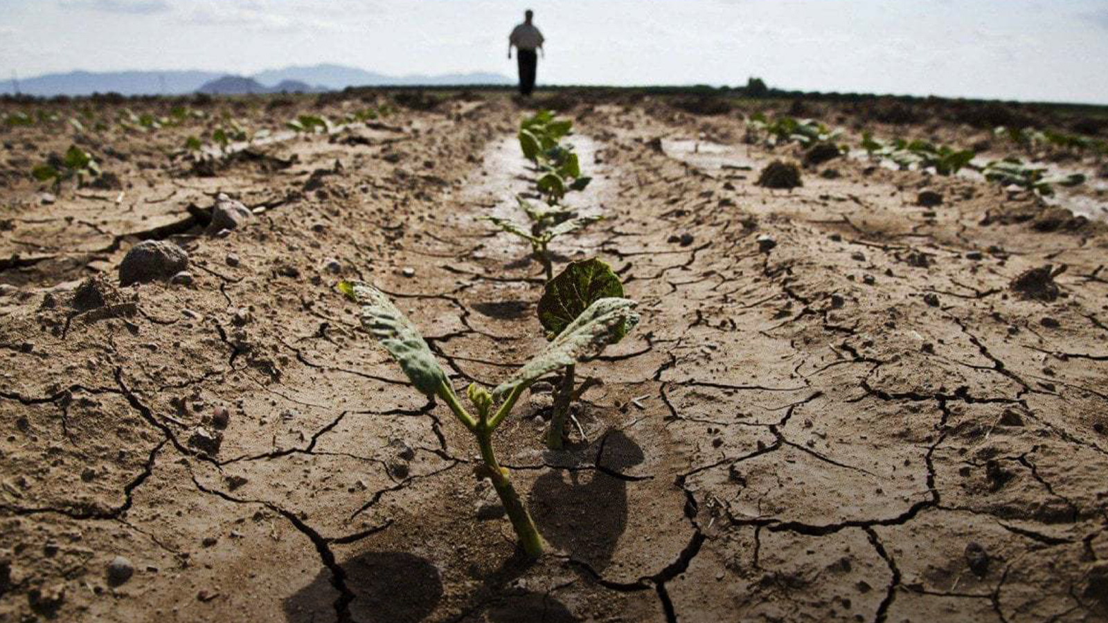 Pire que la guerre !  Une crise alimentaire mondiale pourrait survenir