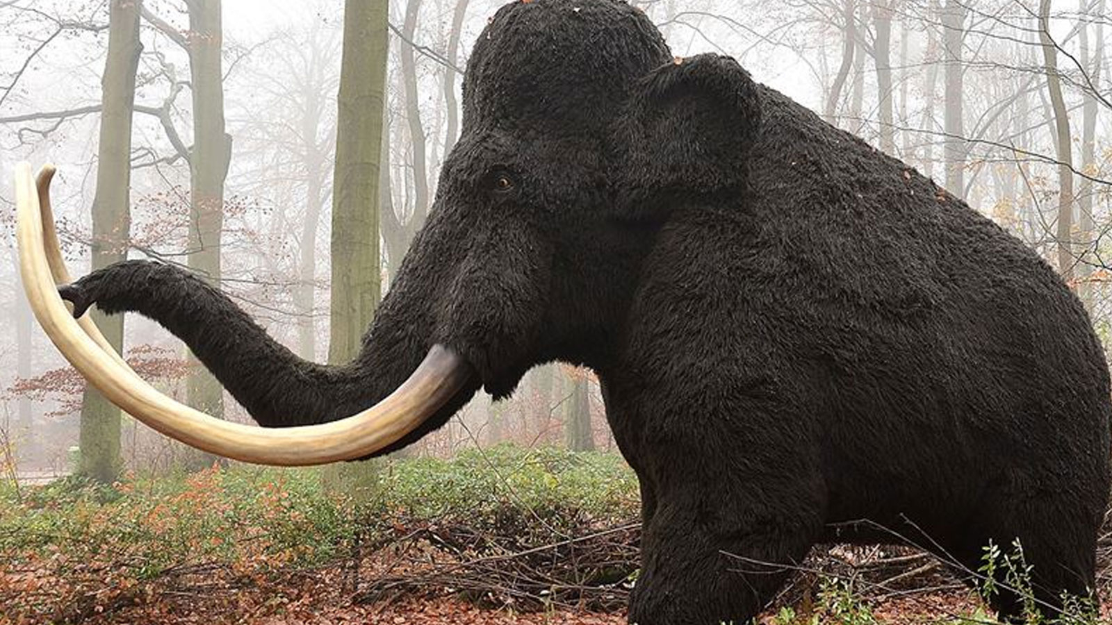 Les mammouths ont disparu pour des raisons « non génétiques »