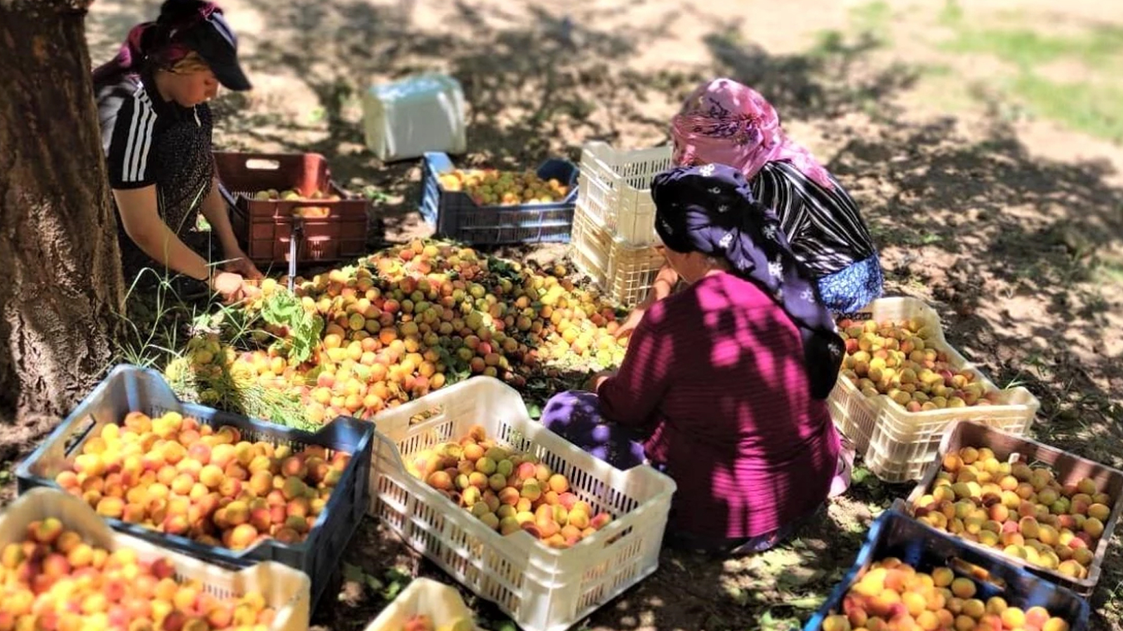 Les salaires journaliers des travailleurs de l'abricot à Malatya ont été annoncés