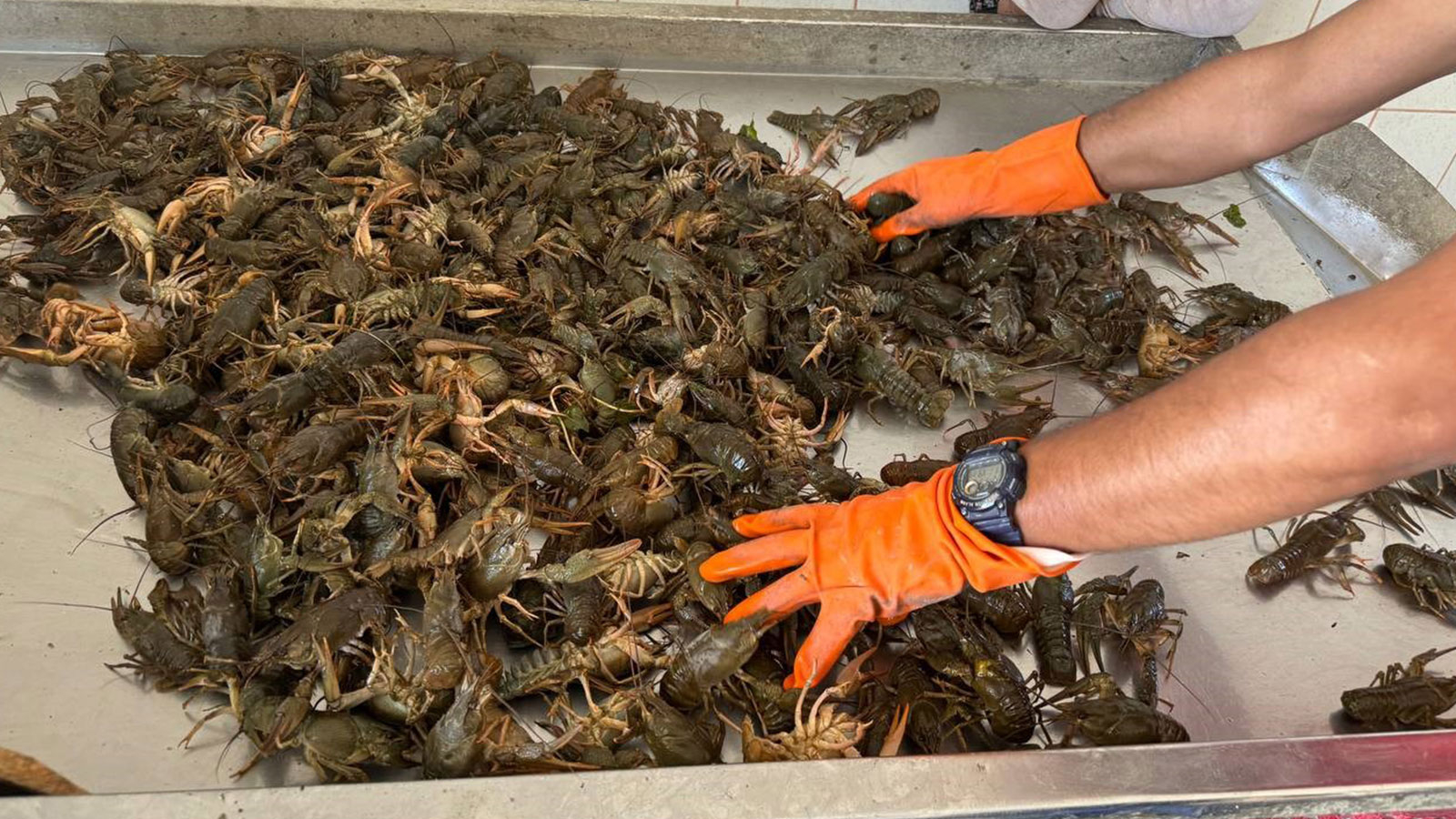 L'interdiction est terminée, l'abondance est arrivée : il est vendu 135 TL le kilo