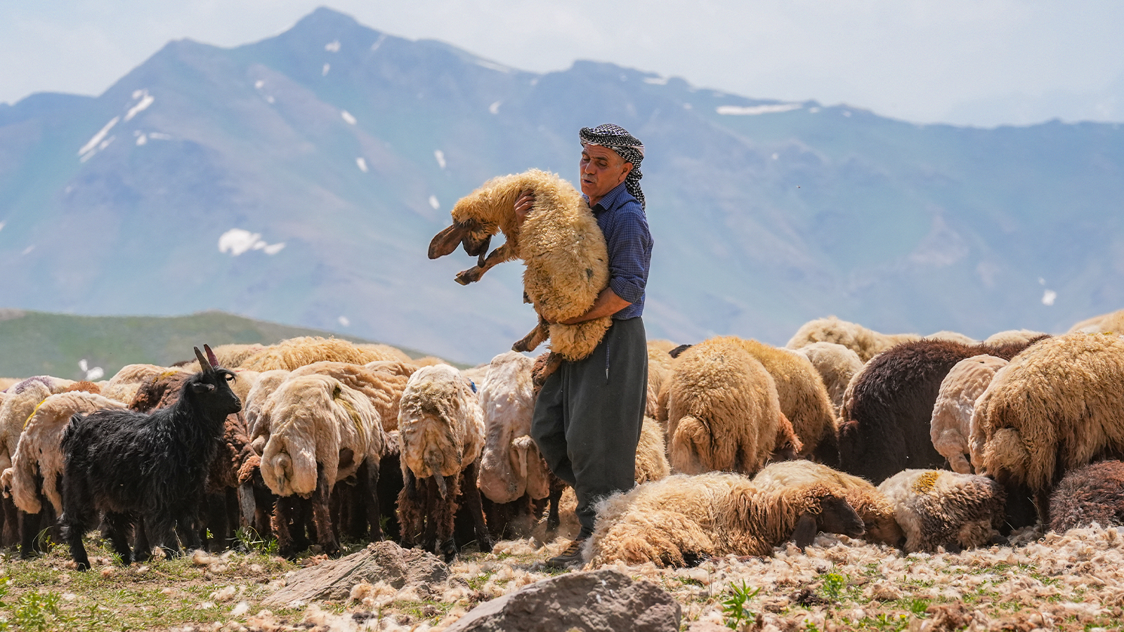 Salaire 40 mille TL, 150 mille bergers recherchés