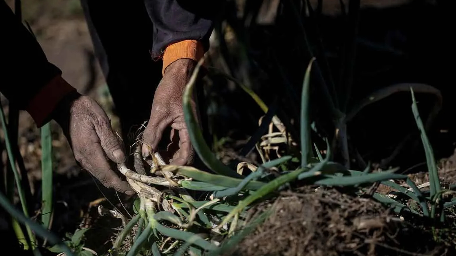 33 ouvriers agricoles indiens sauvés de « l'esclavage » en Italie