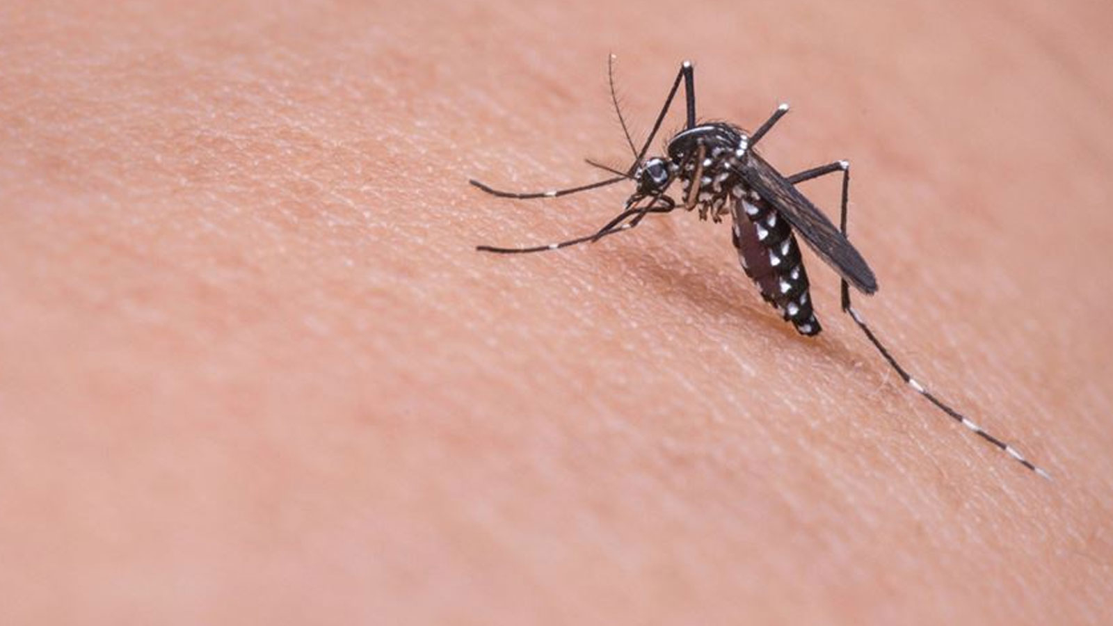 Alerte dengue au Ghana : 9 cas détectés