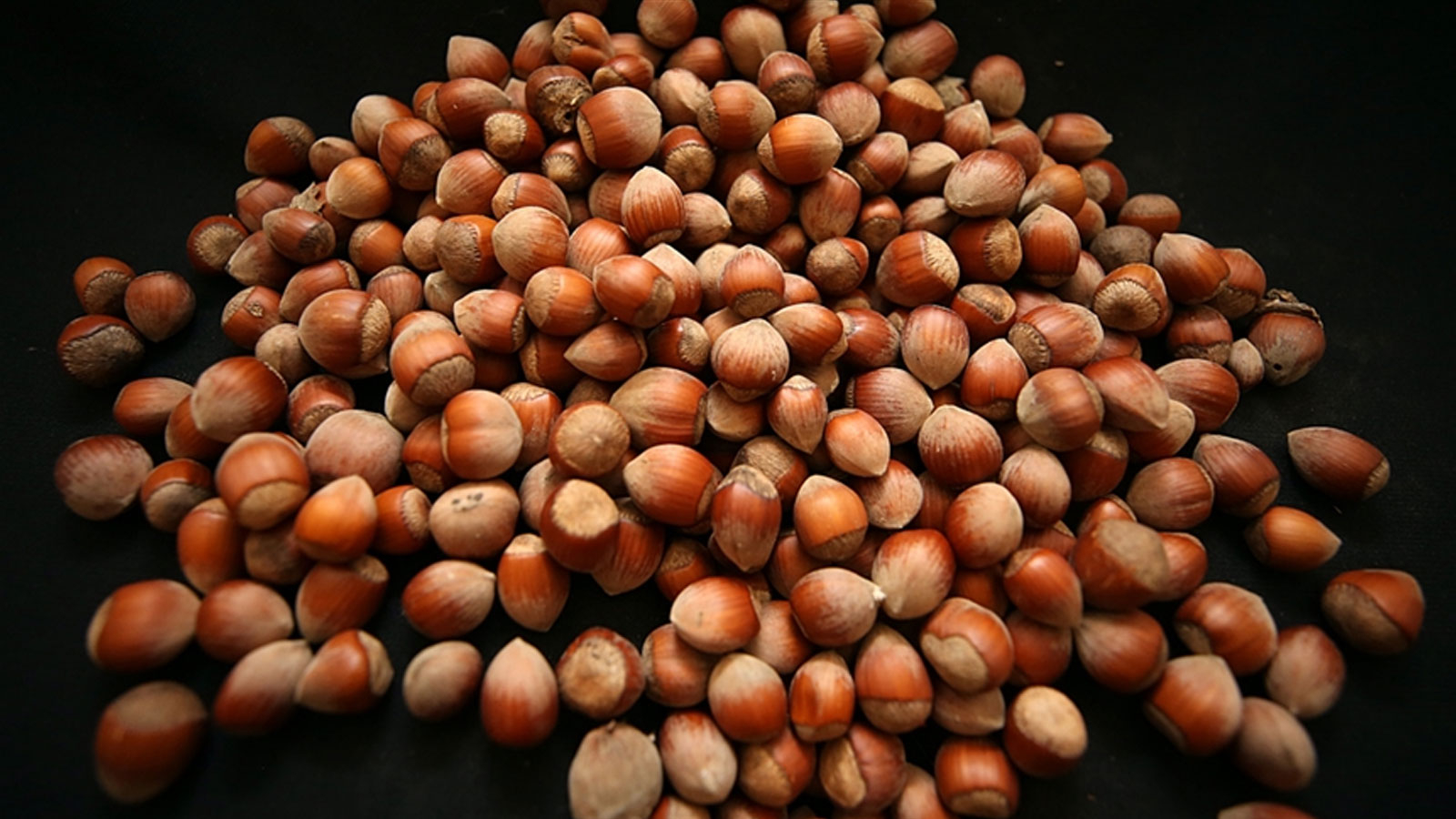 Appelez pour connaître les tarifs d'achat des noisettes