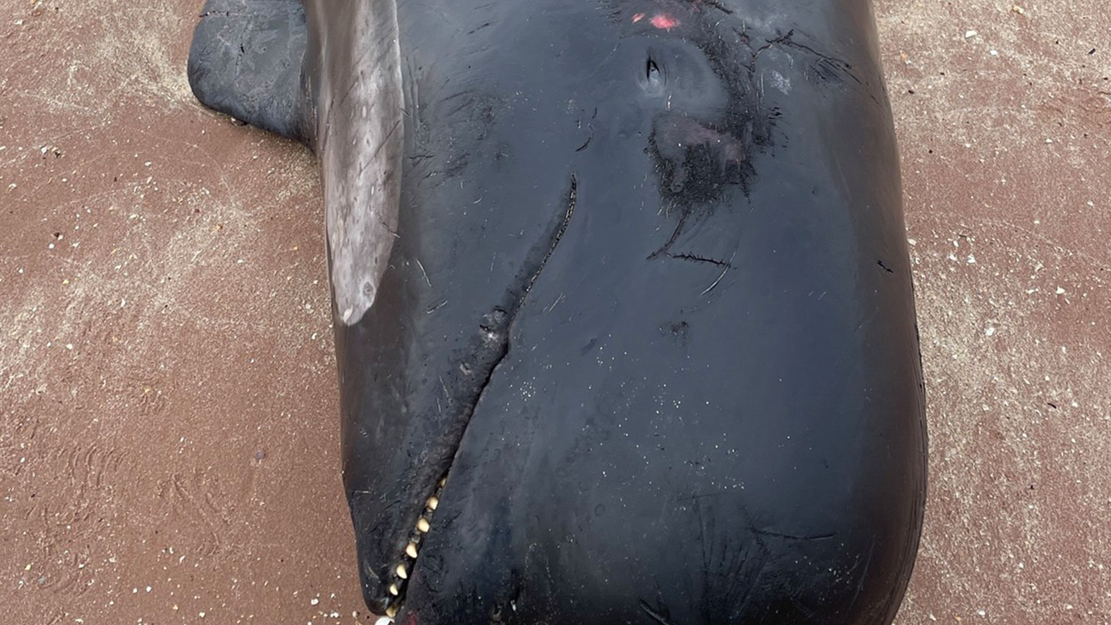 Ils se sont échoués en masse sur le rivage !  77 sont morts, 12 ont été euthanasiés