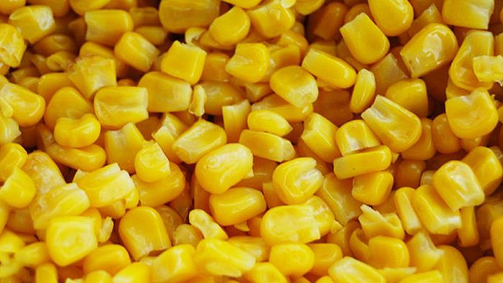 L'UE autorise le maïs génétiquement modifié