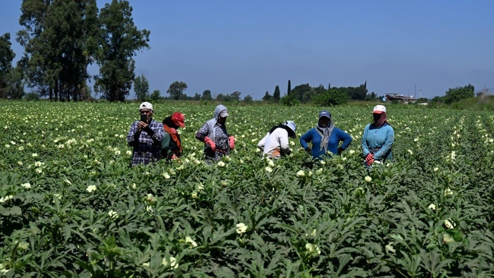 La récolte a commencé dans le centre de production de gombo en Turquie