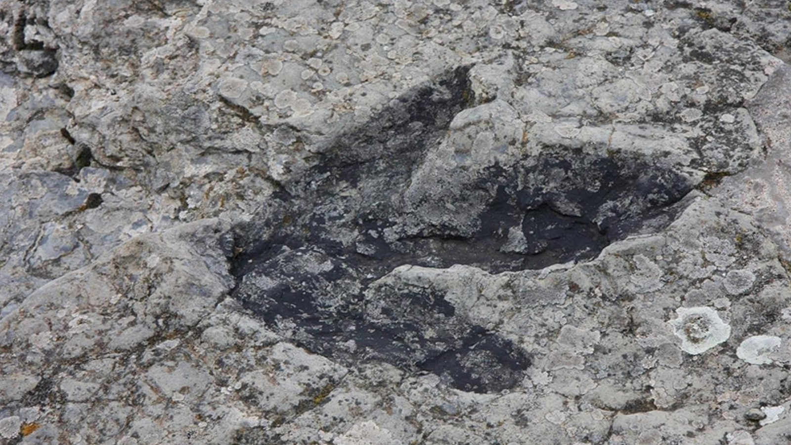 Les scientifiques ont découvert !  Ils vivaient 40 millions d'années avant les dinosaures...