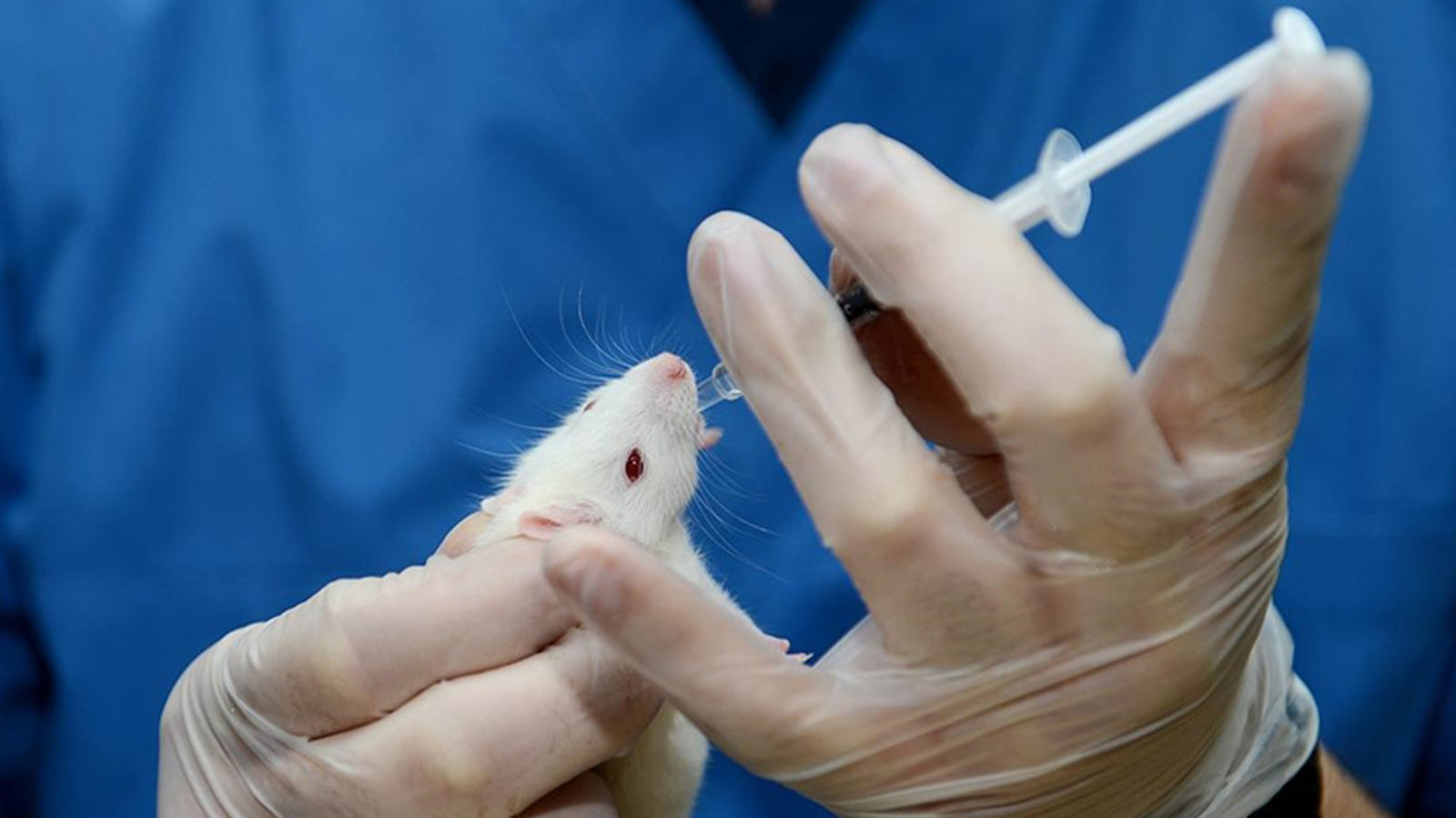 Recherche révolutionnaire : la durée de vie prolongée des souris pourrait également ralentir le vieillissement humain