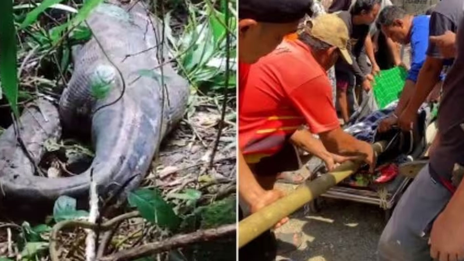 Un python de 9 mètres a avalé une femme