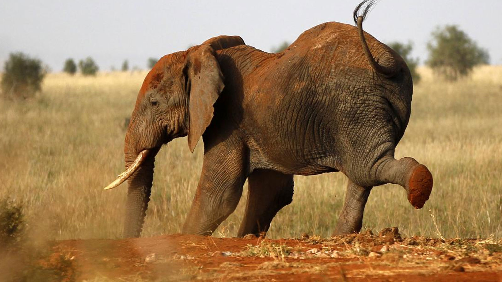 Un touriste espagnol tué par des éléphants alors qu'il prenait des photos en Afrique du Sud