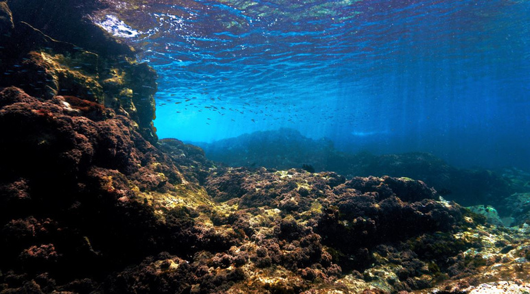 Belle découverte dans l'océan ! Le secret de la vie se trouve à 1268 mètres de profondeur - Photo : 3