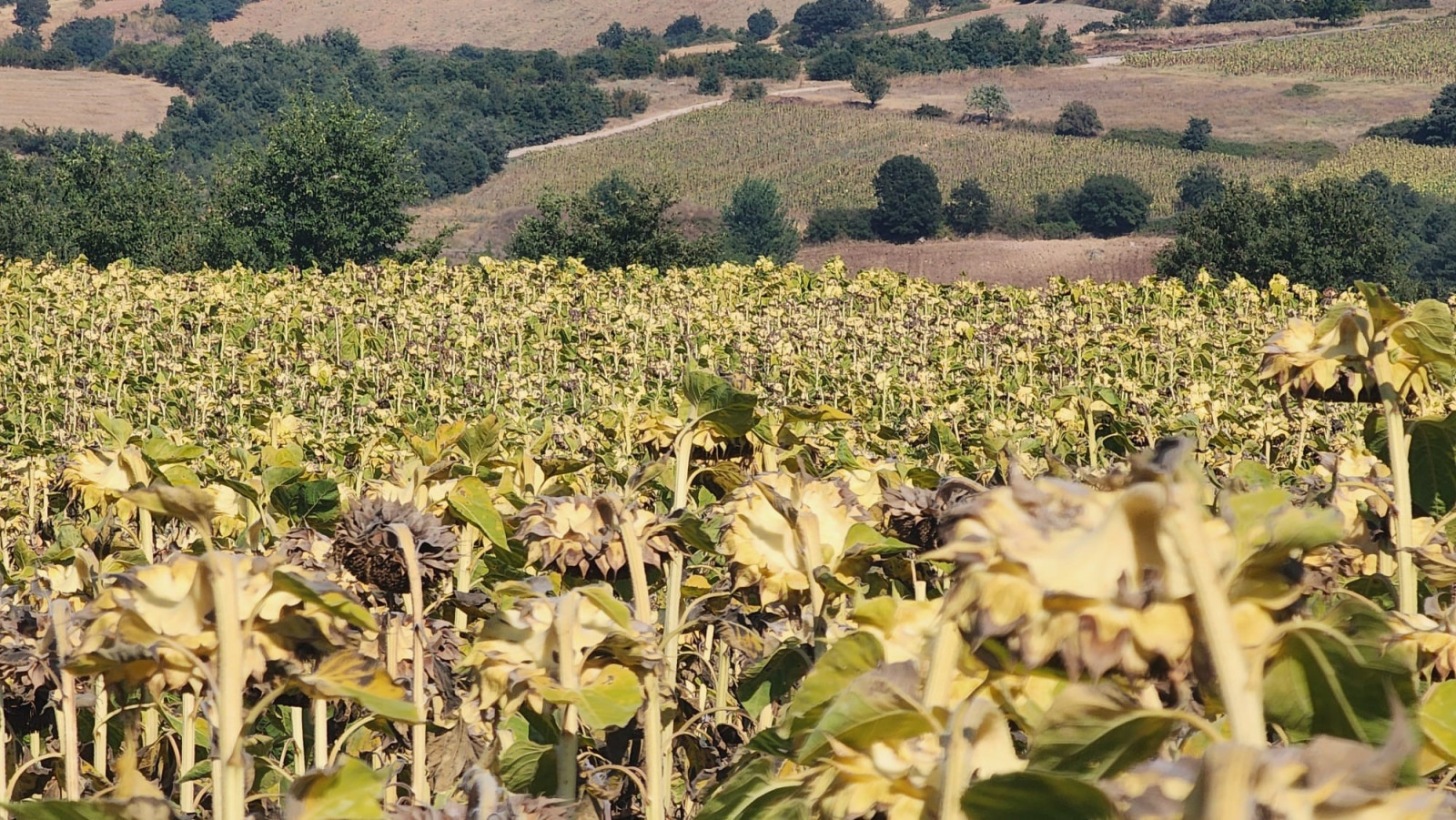 Le tournesol a séché, la chaleur a brûlé le fermier thrace - Photo : 2