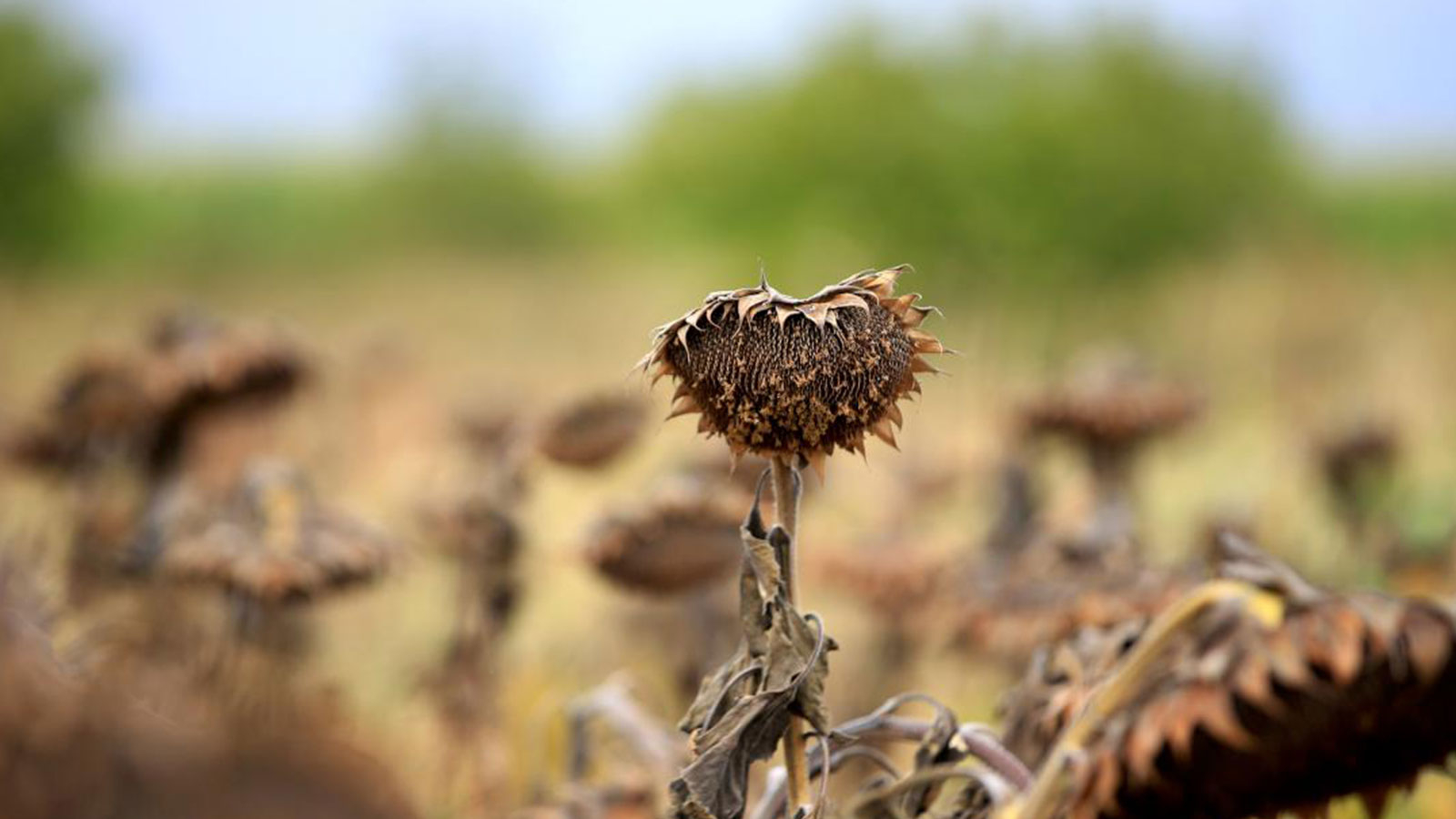 Le tournesol a séché, la chaleur a brûlé le fermier thrace