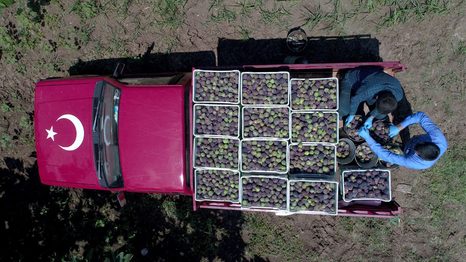 Cette année, il a atteint 200 TL le kilo : les meilleurs vendeurs ont fait fortune après la récolte