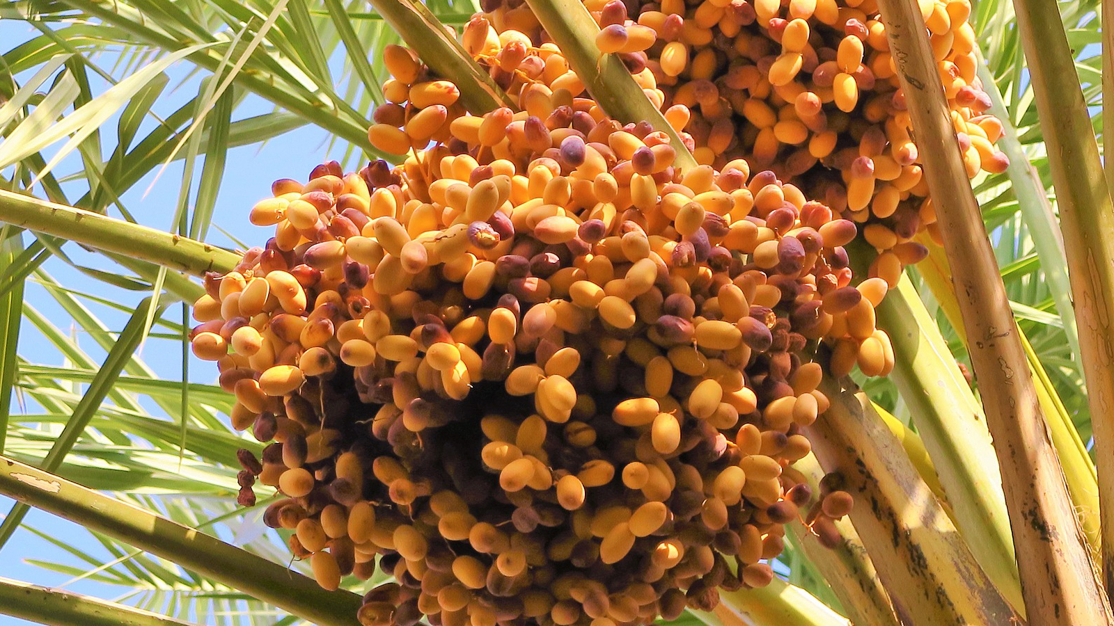 Il ne veut ni d'eau, ni d'engrais... Il ne se soucie pas de l'argent quand il plante ses champs !