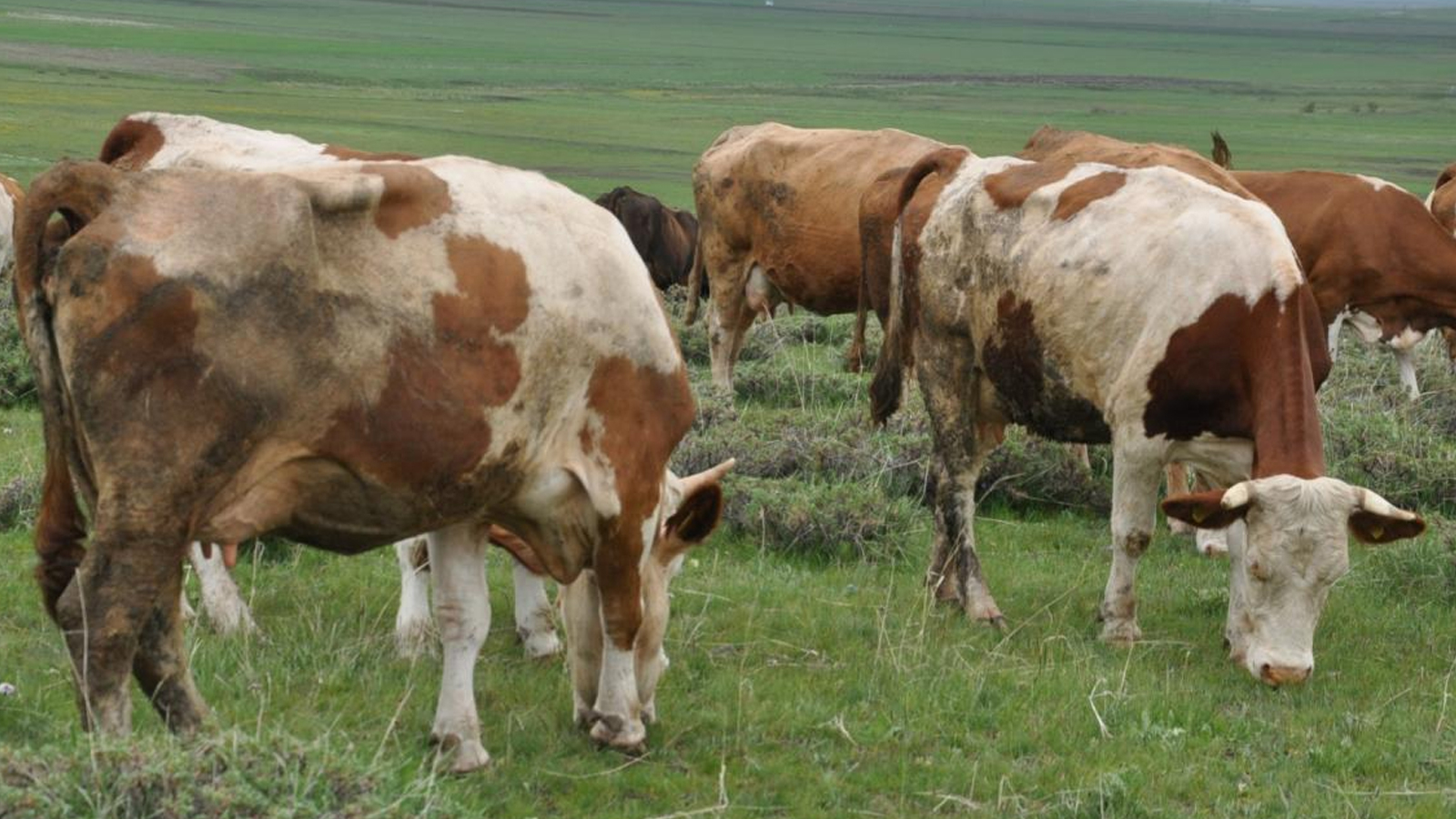 La maladie de la « langue bleue » s'est déclarée dans un pays européen