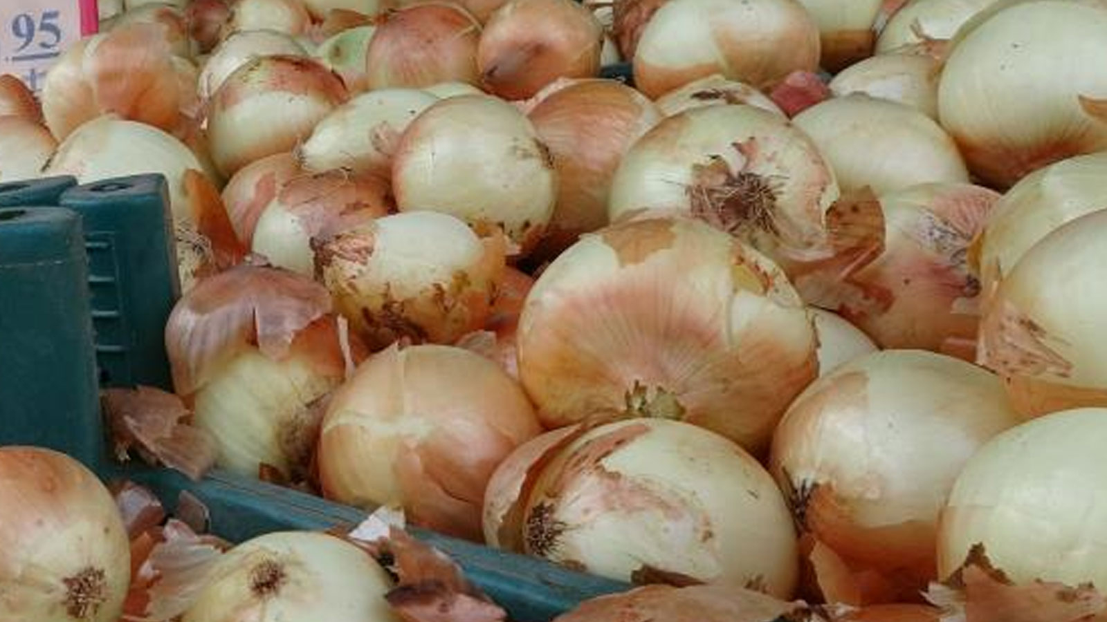 Temps de récolte de l'oignon : 4 lires au champ, 10 lires au marché, 12 lires au marché
