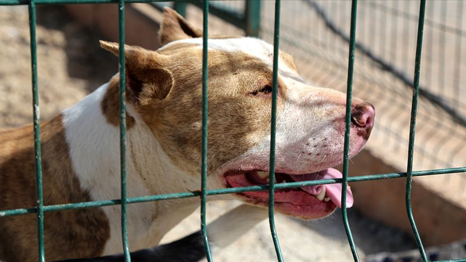 Un bébé de 3 mois est décédé après avoir été attaqué par deux chiens pitbull aux États-Unis