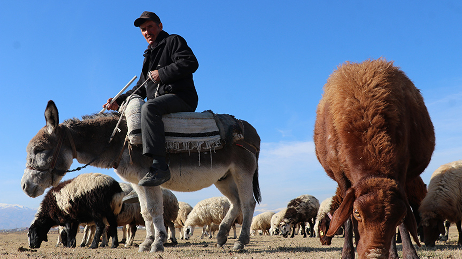 150 000 personnes sont recherchées pour faire ce travail en Turquie ! Les ministères sont en action : dernier recours...