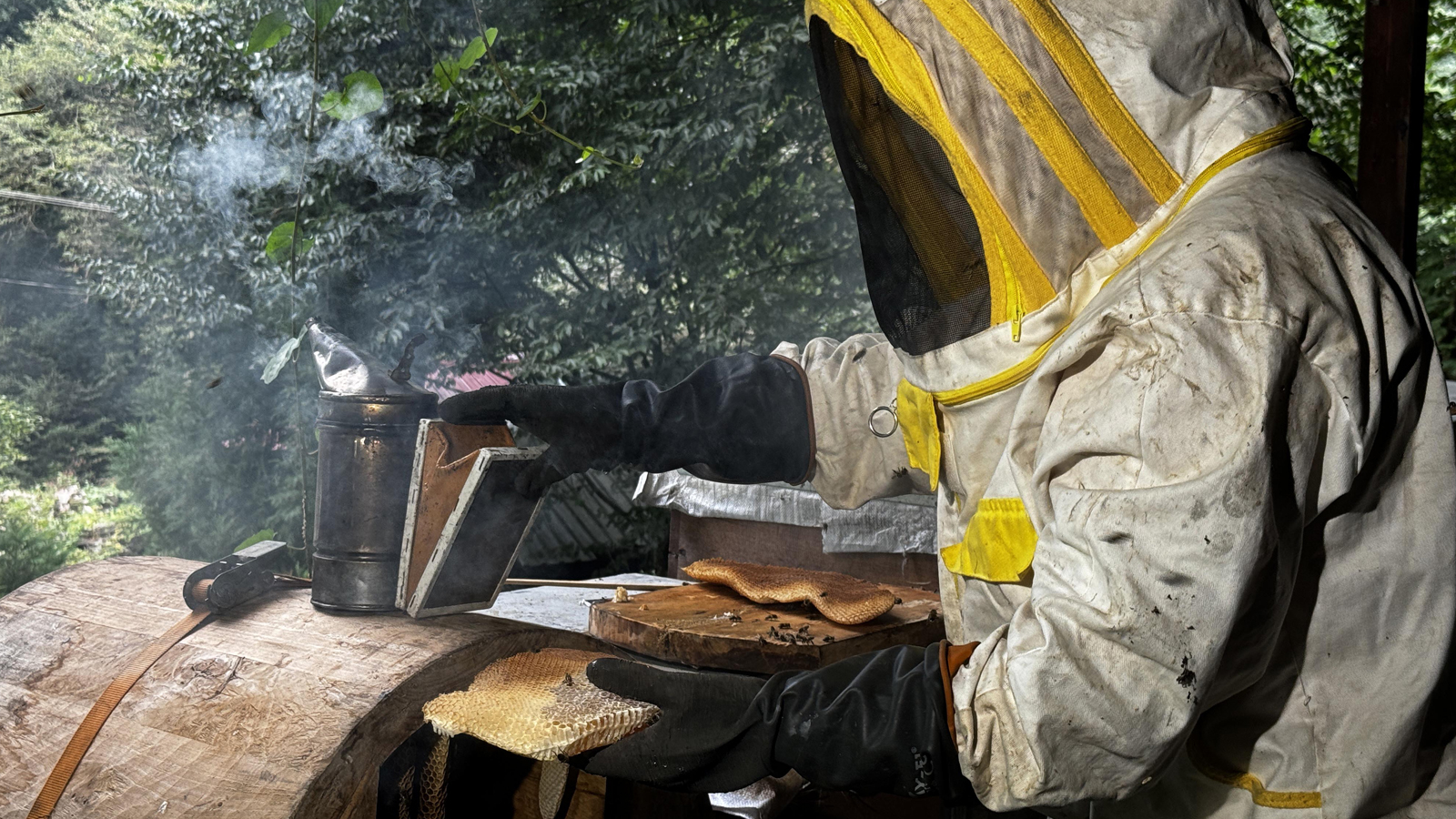 La récolte a commencé, et dès qu'elle sera mise en vente, elle sera vendue : 3 mille lires le kilo !