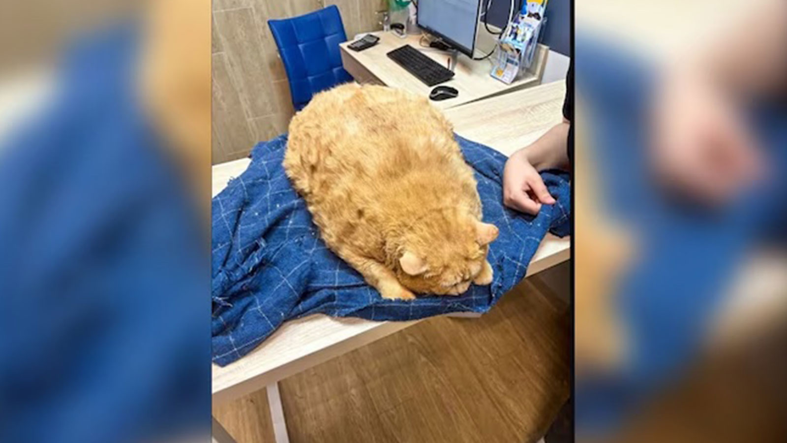 Un chat obèse pesant le poids d’un petit humain s’est mis au régime : ils le nourrissaient tout le temps