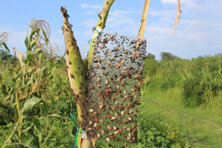 Les noisettes ont été détruites, invasion de mouffettes dans la mer Noire - Photo : 2
