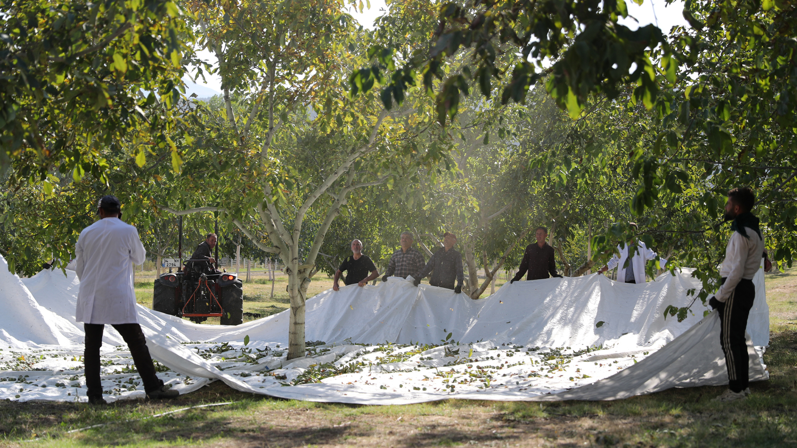 Il l'a planté sur des terres arides à Erzincan, il possède maintenant 35 000 arbres.
