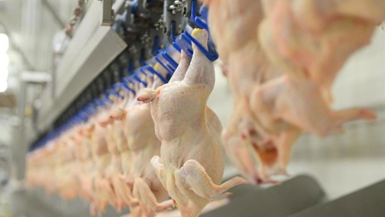La production de viande de poulet a augmenté de 4,3 pour cent par mois en août
