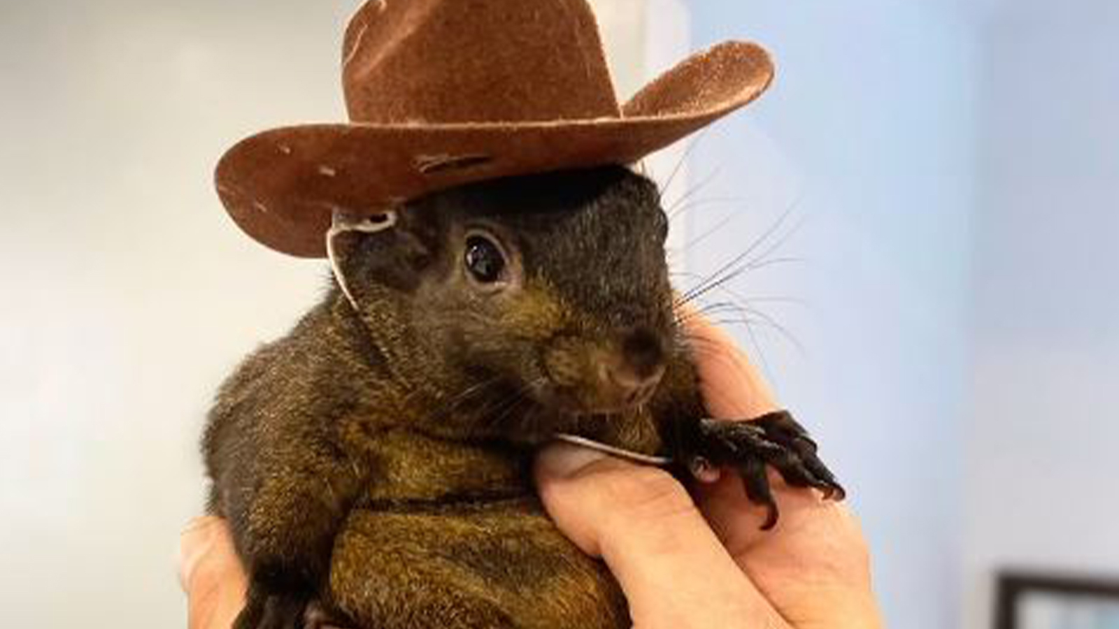 Une campagne de signature a été lancée pour le phénomène écureuil confisqué par les autorités.