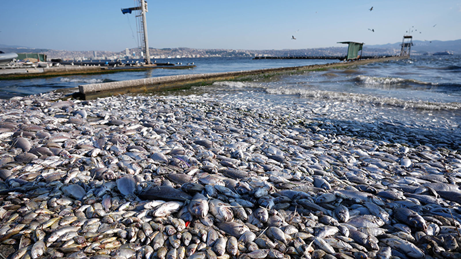 Il y a une réaction contre Cemil Tugay ! La municipalité nettoie et l'État inspecte - Photo: 2