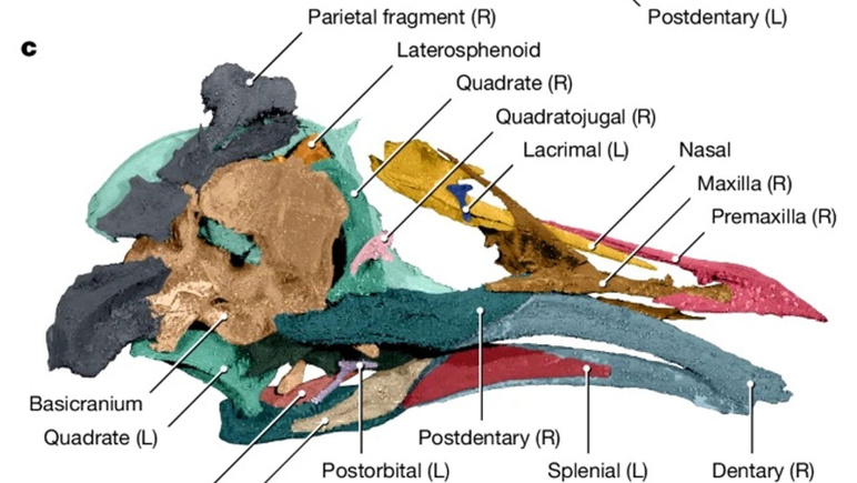 Comment s’est produite l’évolution des dinosaures aux oiseaux ? Ce fossile ouvre le rideau du mystère - Photo : 2