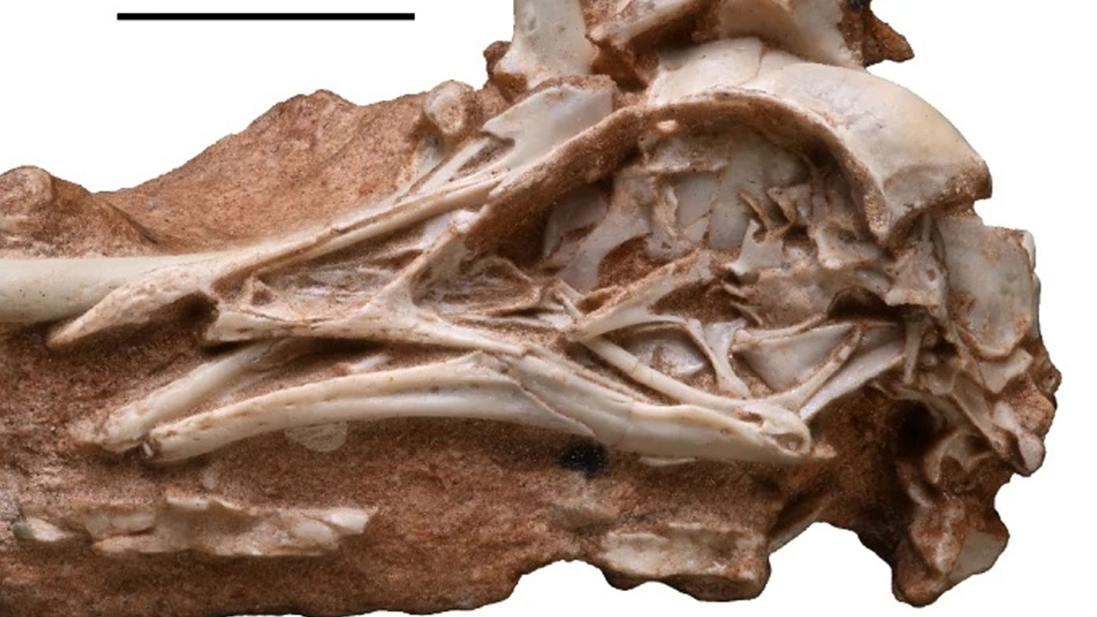 Comment s’est produite l’évolution des dinosaures aux oiseaux ? Ce fossile ouvre le rideau du mystère