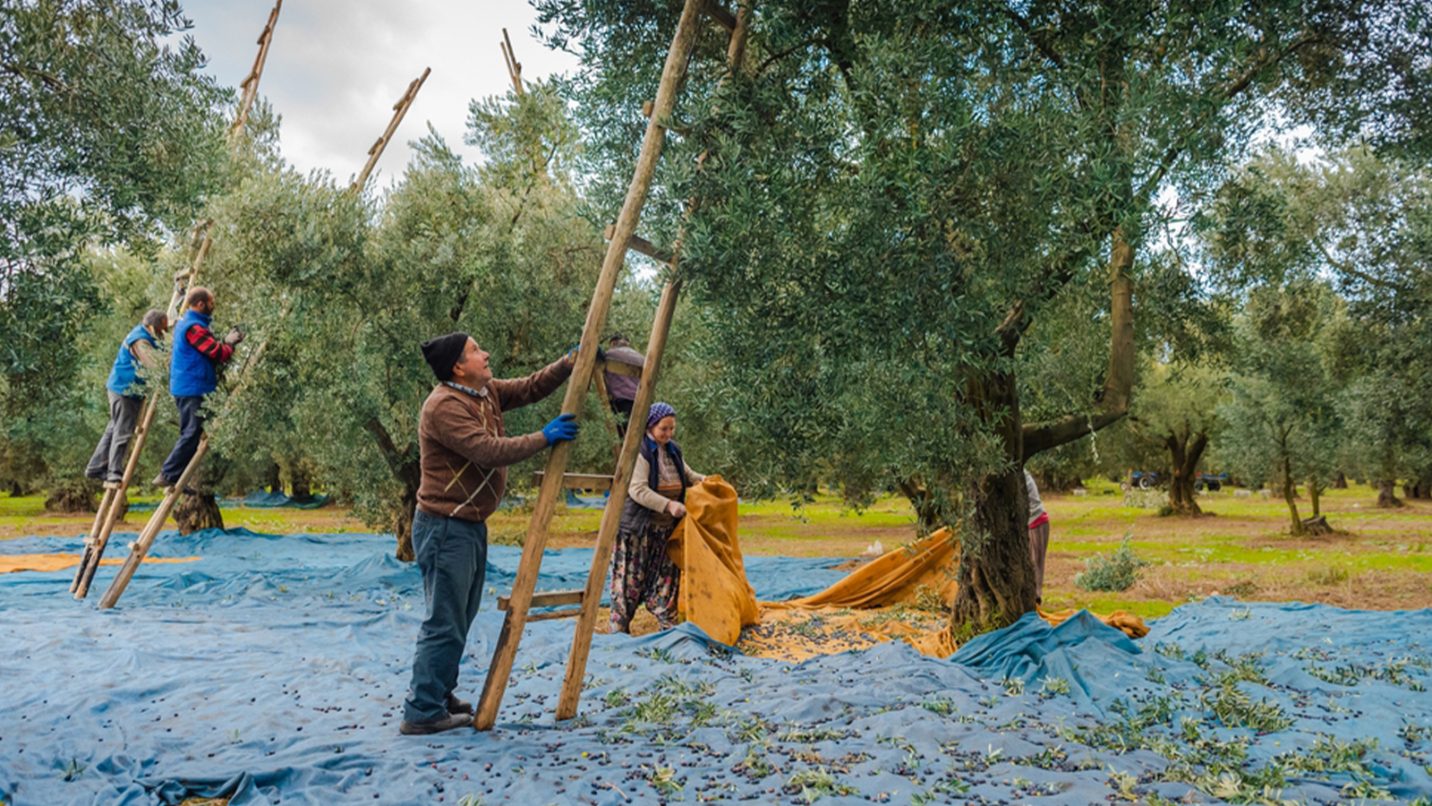 Amateurs d'huile d'olive ! Ils négligent la santé publique