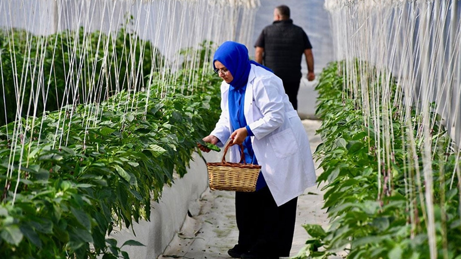 Un soutien de 11 milliards de lires pour l'agriculture biologique et les bonnes pratiques agricoles