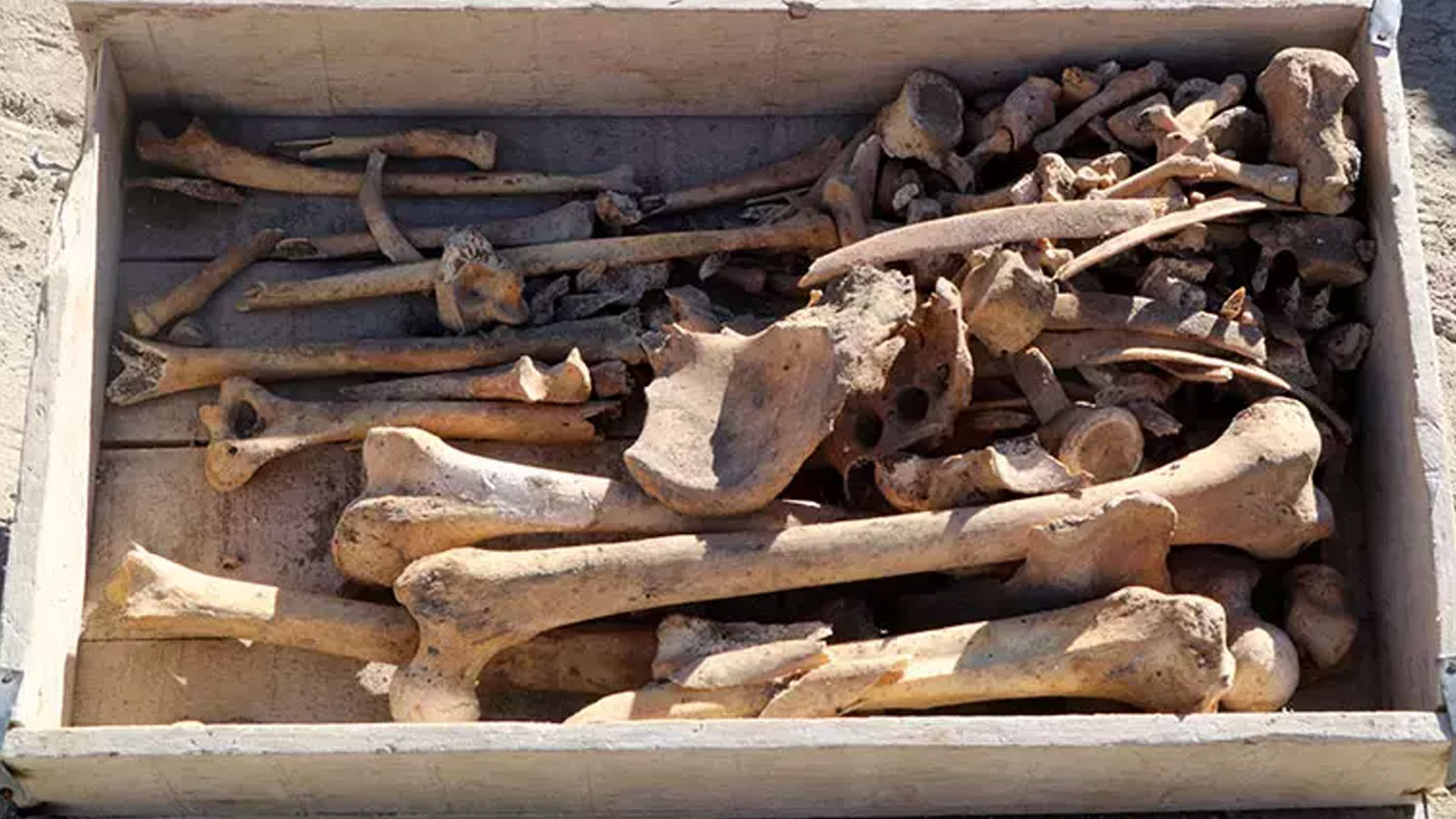 Des traces de « cannibalisme » dans des os datant de 4 000 ans