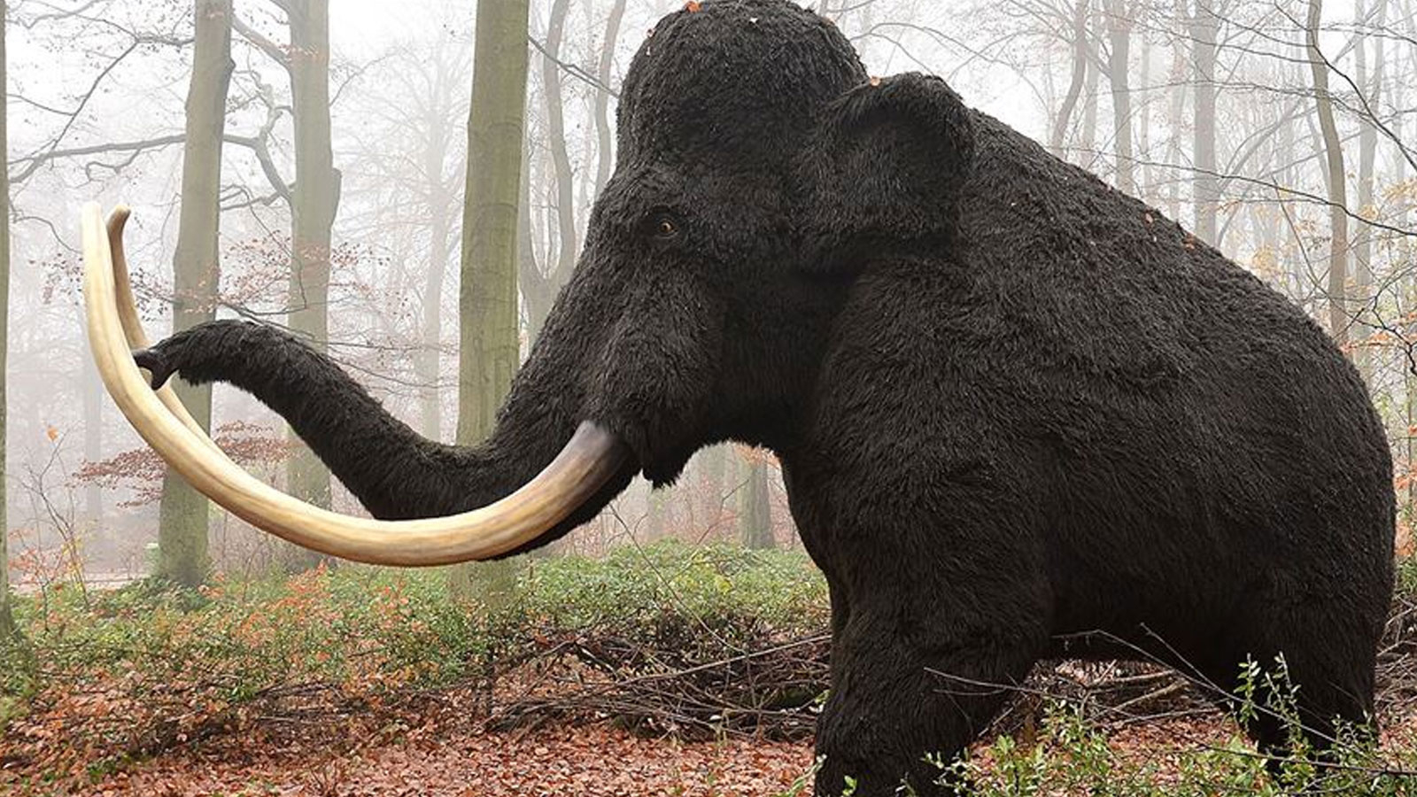 Un fossile de bébé mammouth bien conservé datant de 50 000 ans a été découvert