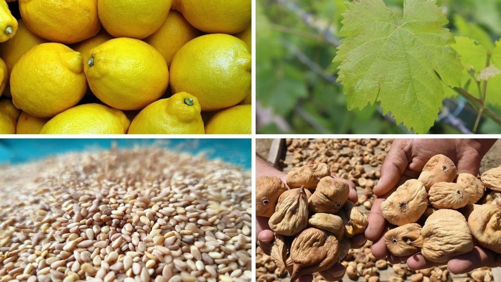 Qui empoisonne les citoyens ? Ils se nourrissent de pesticides comme « nourriture »