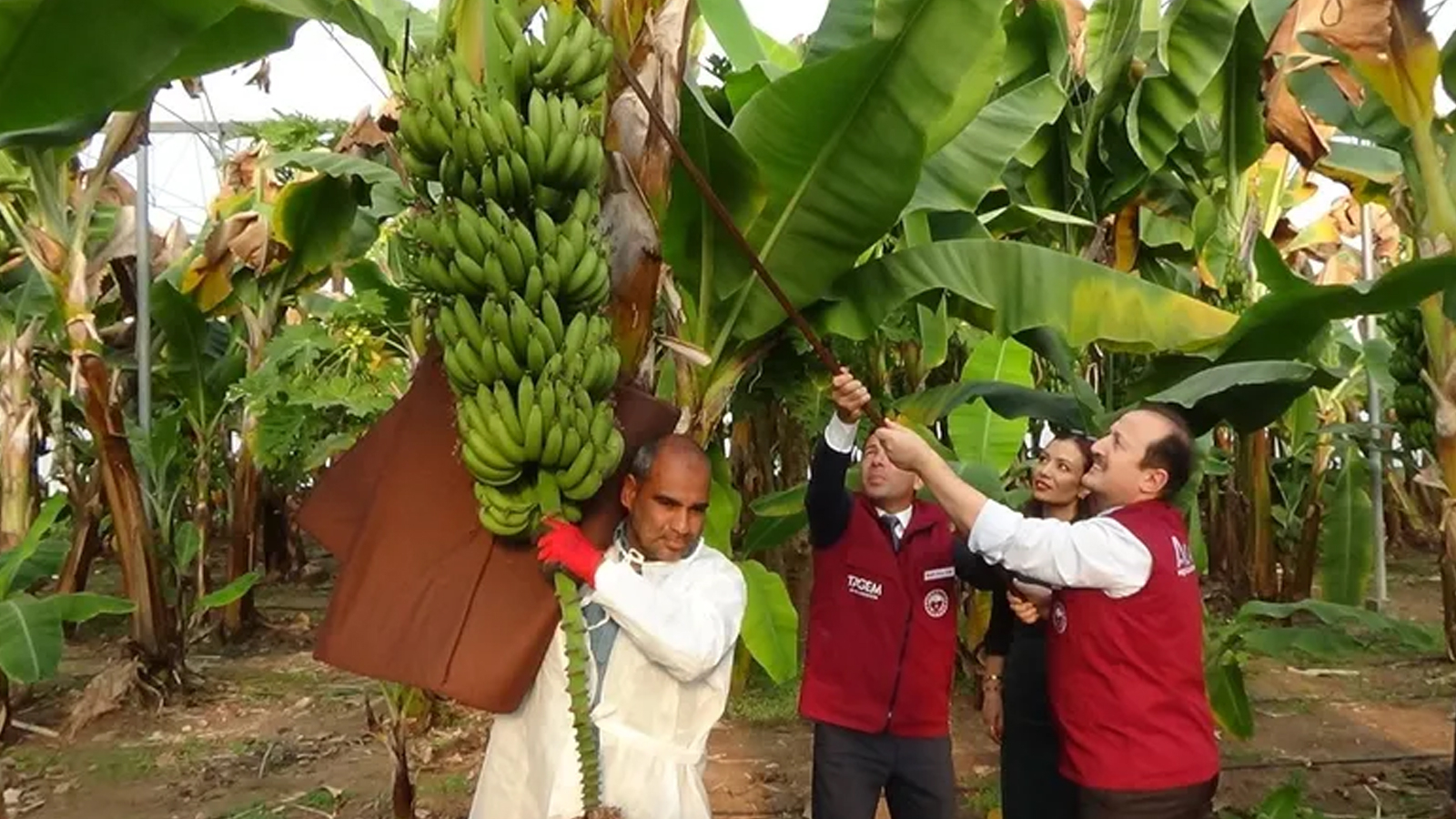 2 variétés de mandarines et 4 variétés de bananes ont été développées à Mersin