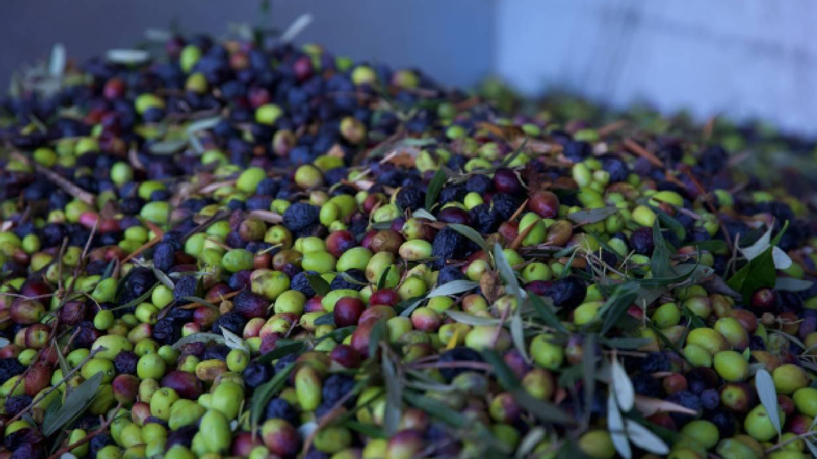 60 millions de dollars d'olives ont été exportés l'année dernière