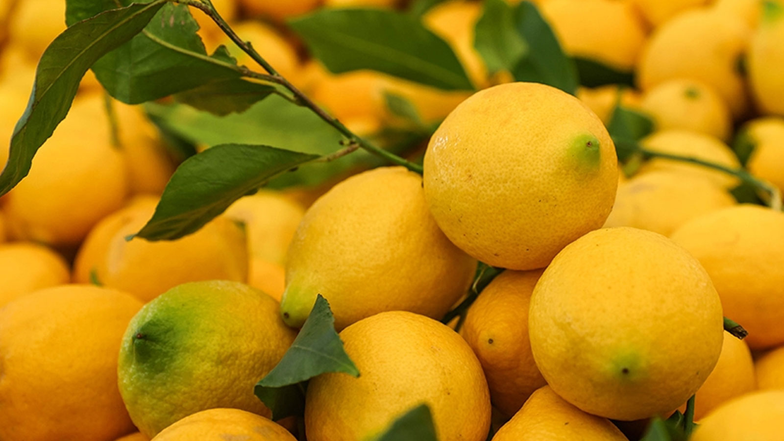 Le chou et l'aubergine étaient les plus chers en décembre