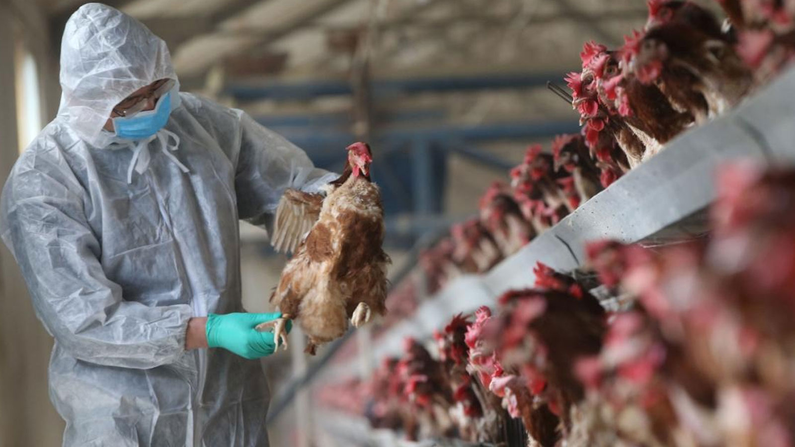 Le danger d’une nouvelle épidémie entourant le monde ! Le premier décès dû à la grippe aviaire est survenu, beaucoup de gens sont positifs !