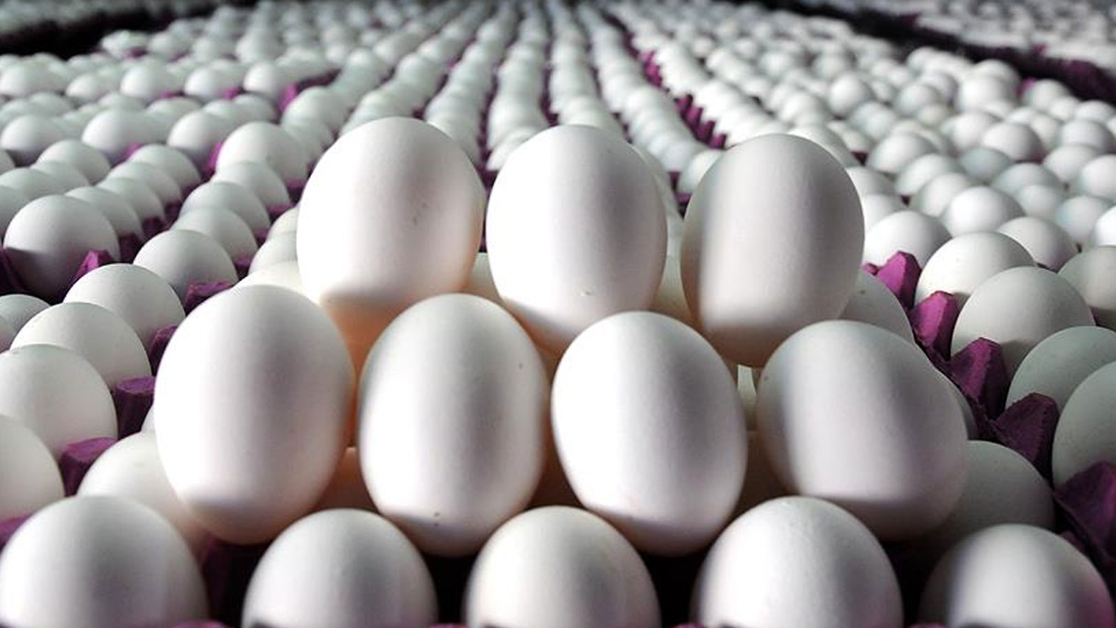 Le produit dont le prix a le plus augmenté en décembre 2024 était « l'œuf »