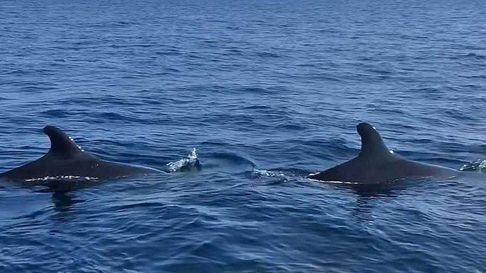 L'épaulard est de nouveau en deuil après 7 ans ! Elle a porté son bébé mort avec elle pendant des jours