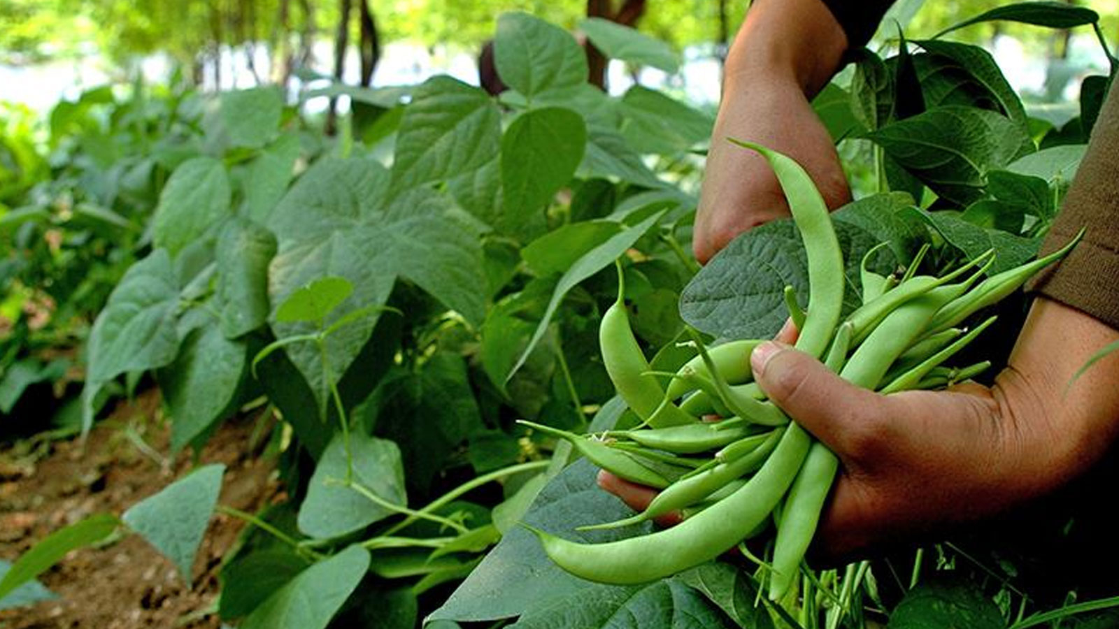Les haricots frais sont devenus les plus chers à Istanbul